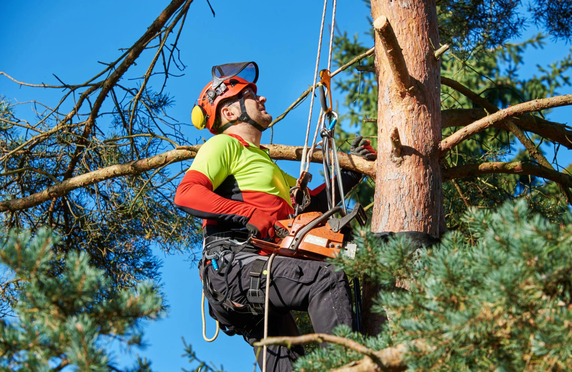 tree services polk county canopy care around a residential property