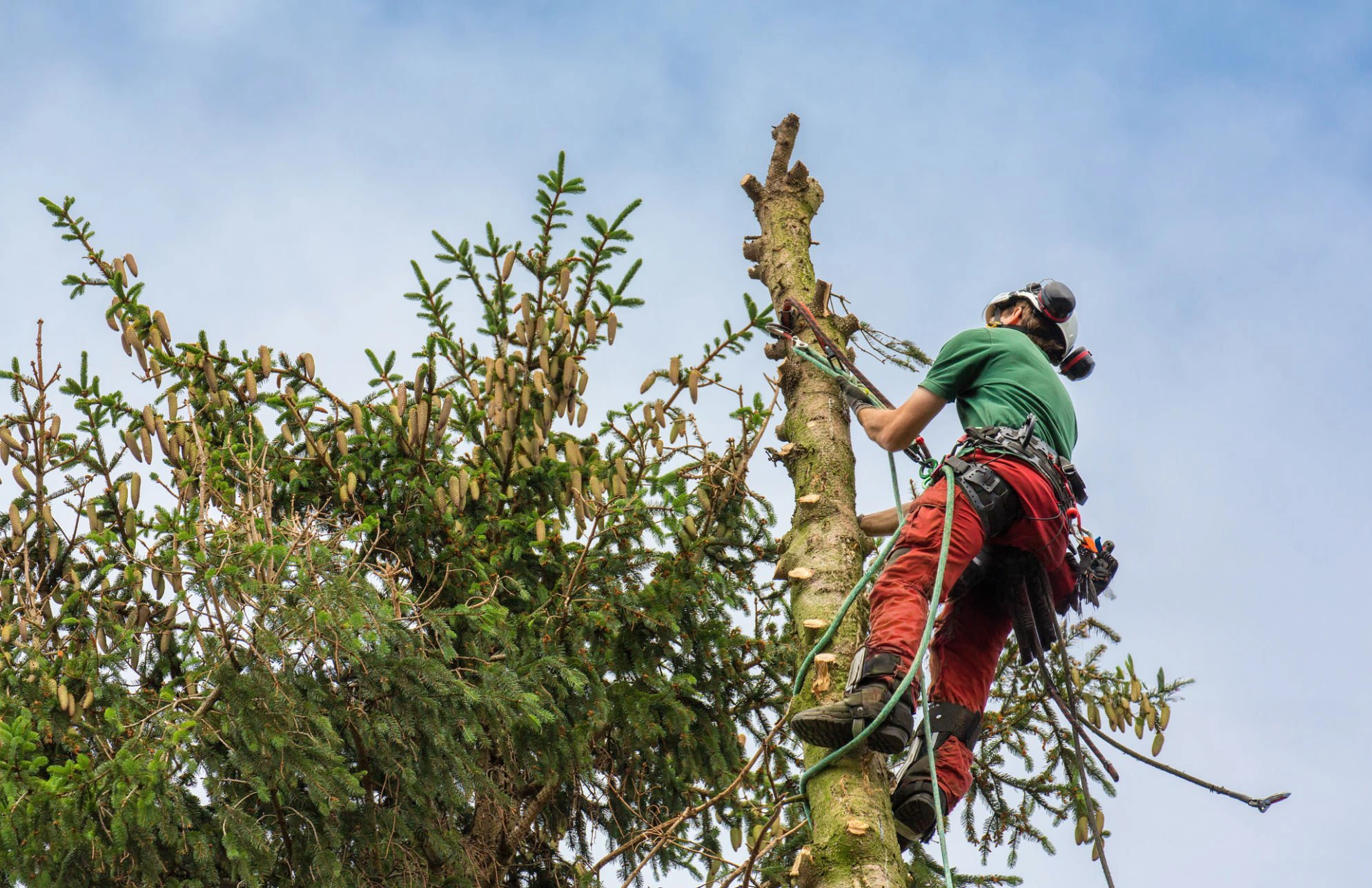 Canopy raising improving clearance beneath a mature tree