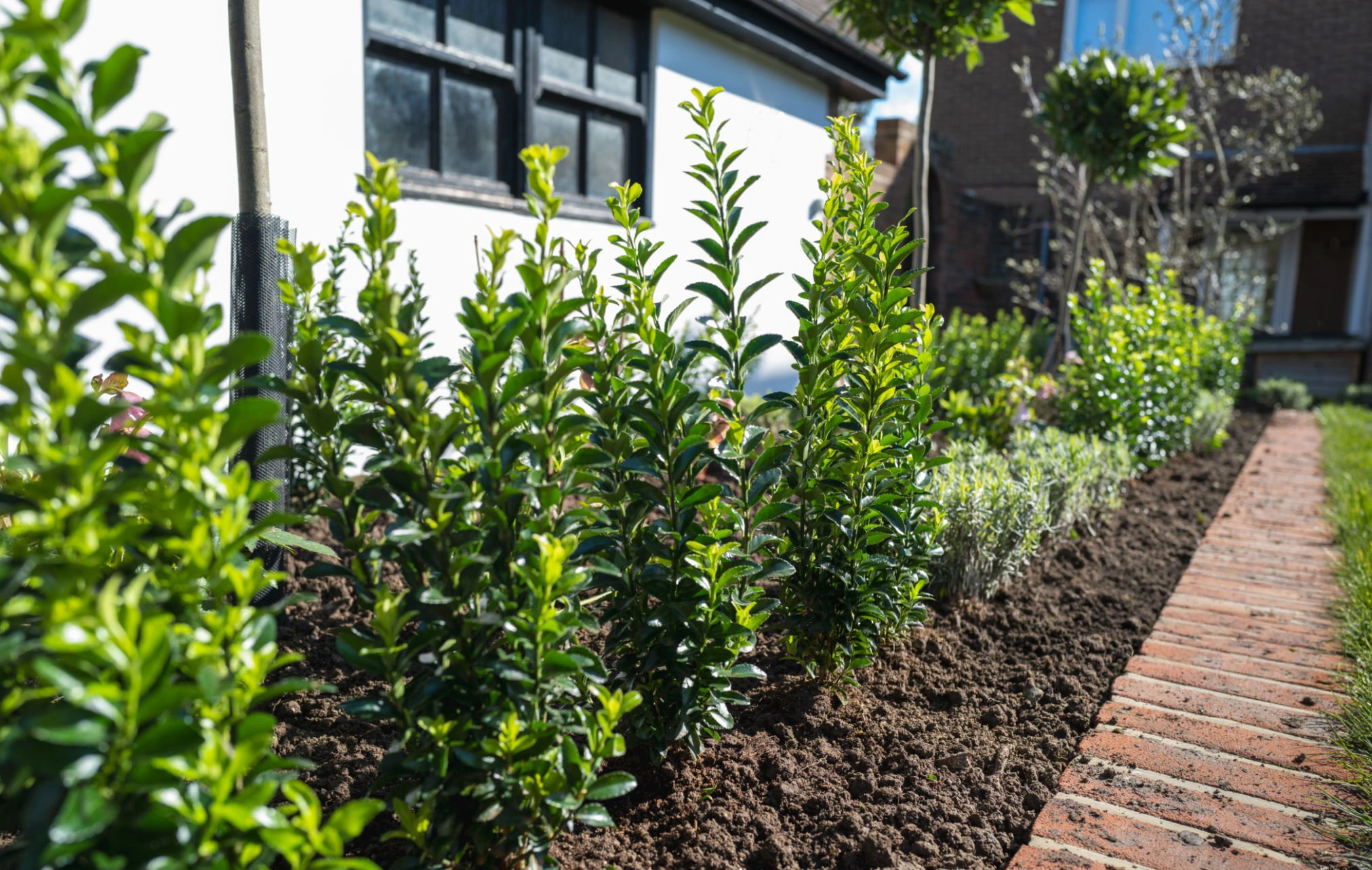 Small tree installation around a landscaped Florida property