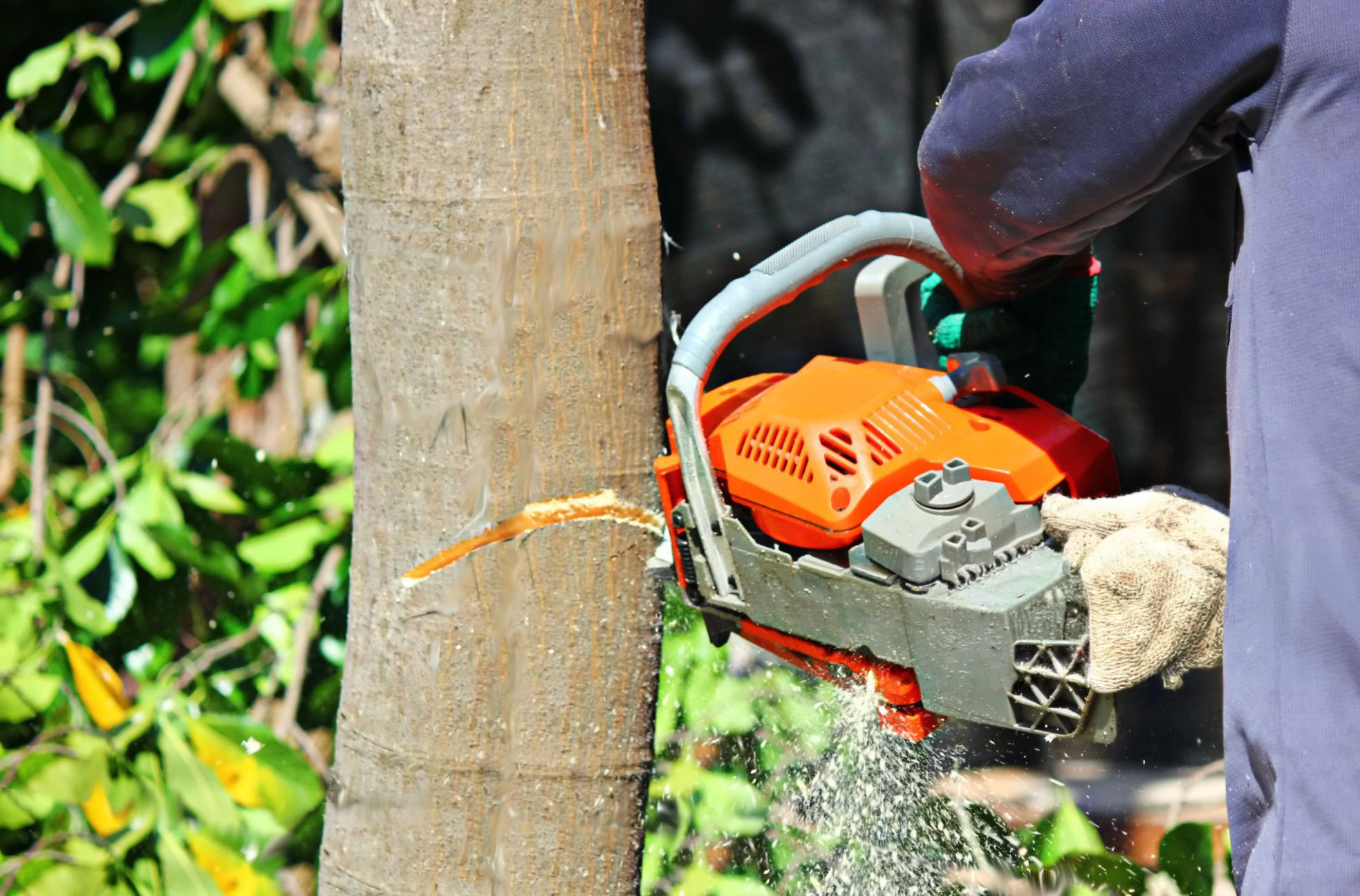 Tree removal planned around structures and property access