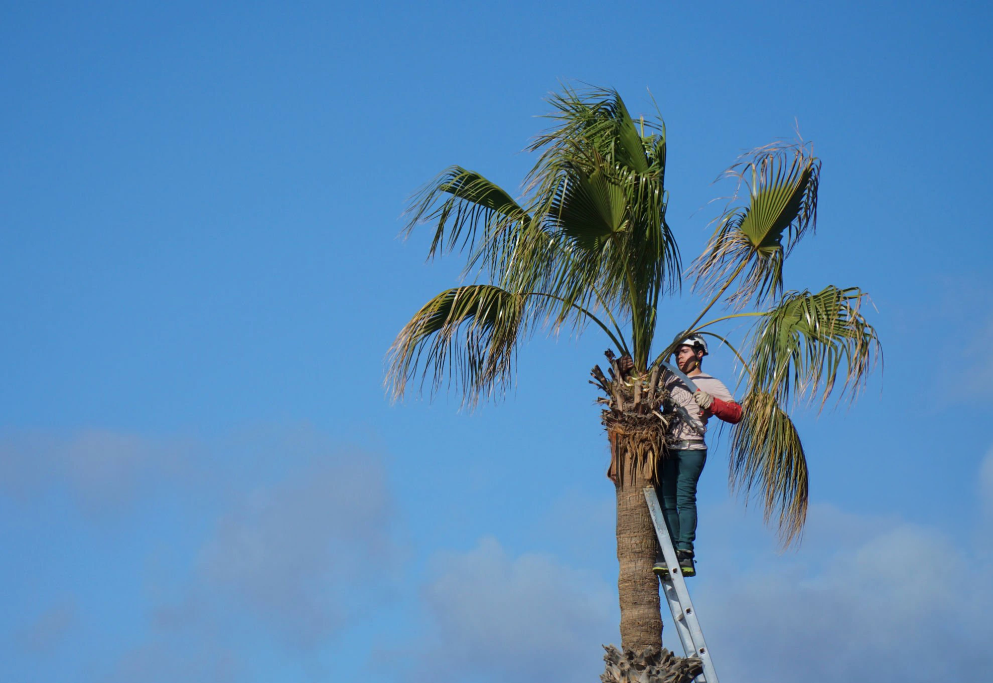 Palm and tree removal around a residential Florida property