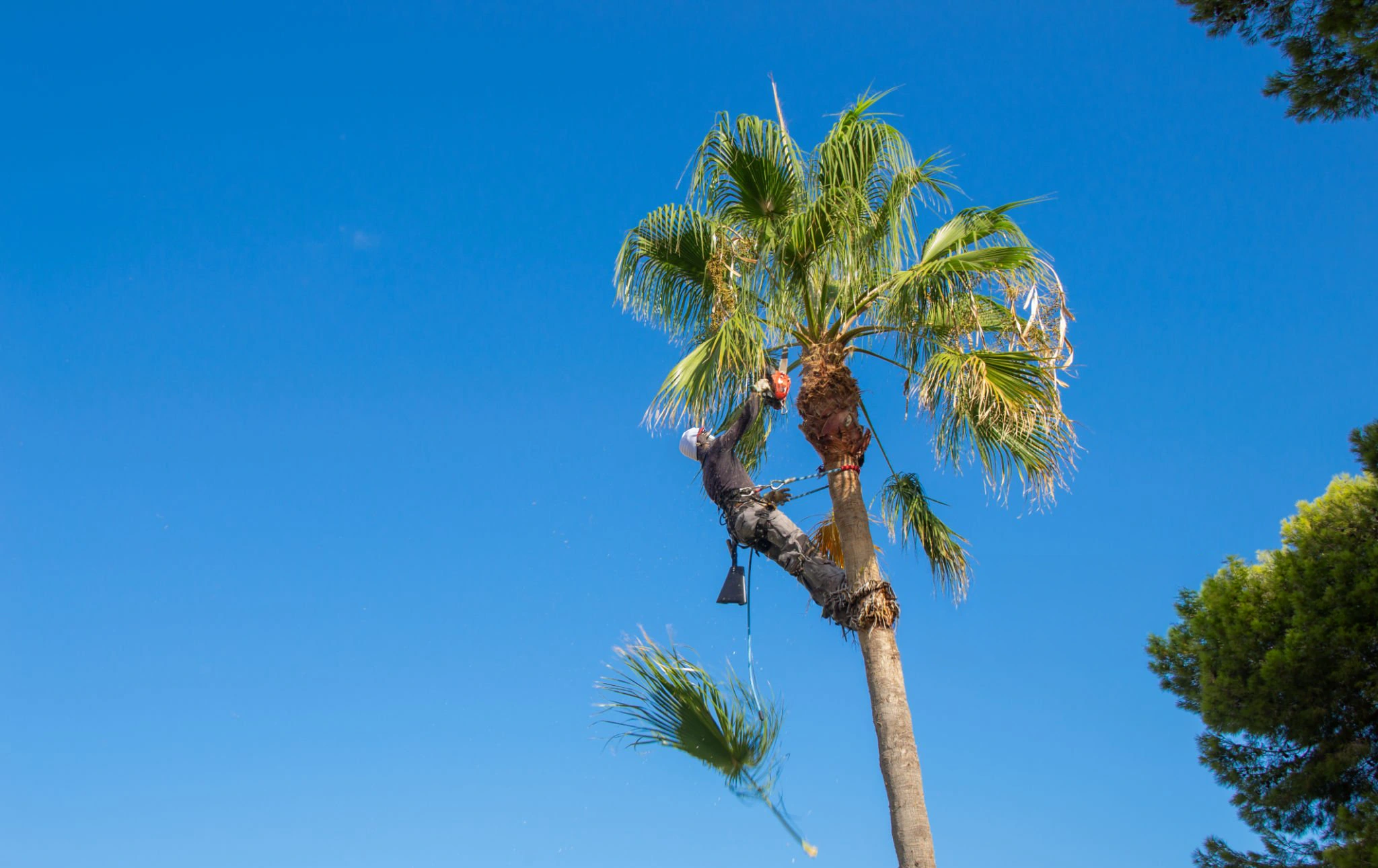 tree service near me palm care for a residential Florida property
