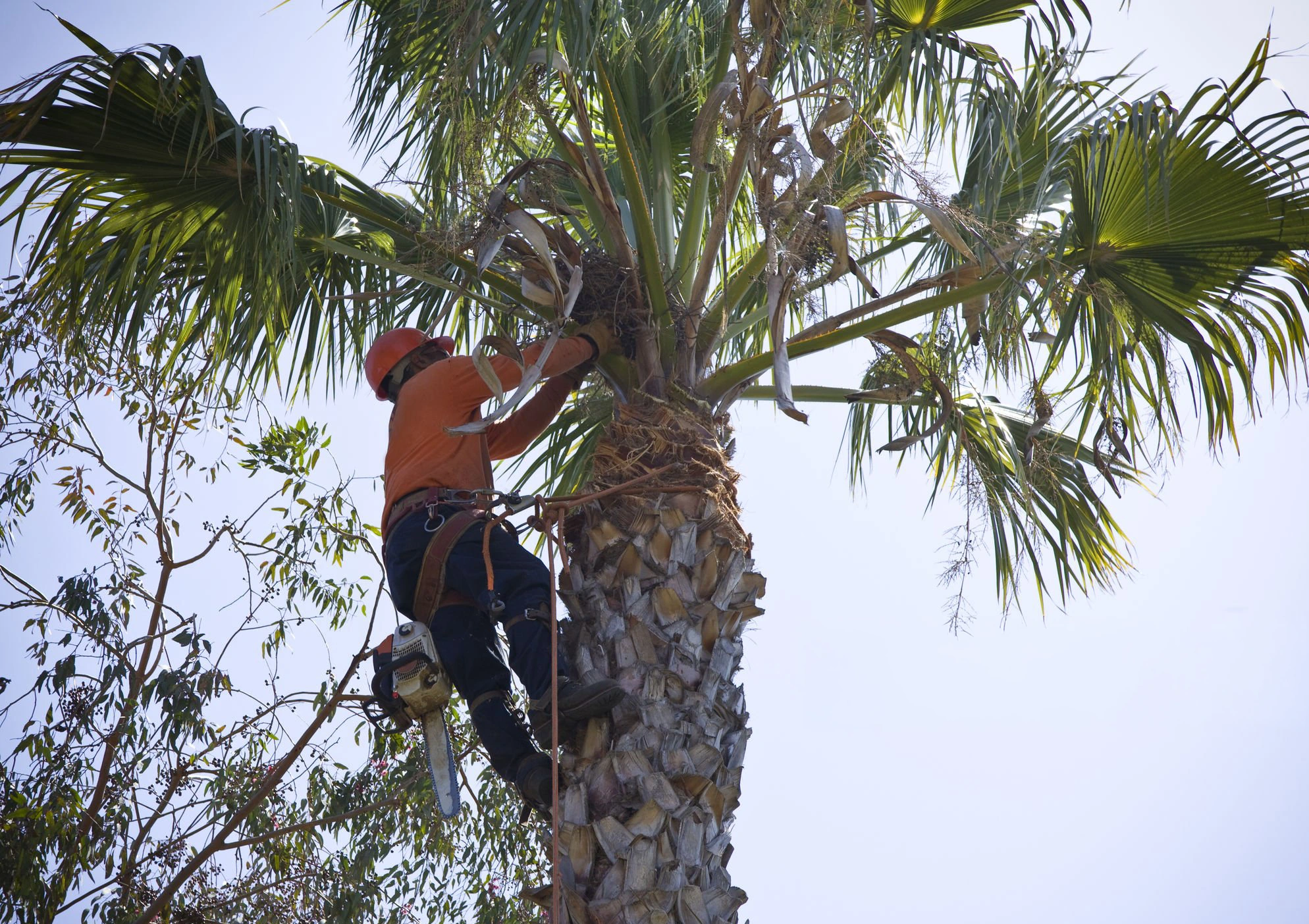 Palm trimming planned around pool and roof areas