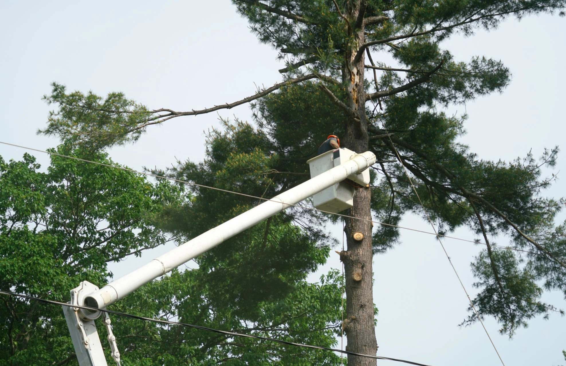 tree care florida pruning and maintenance for a residential property