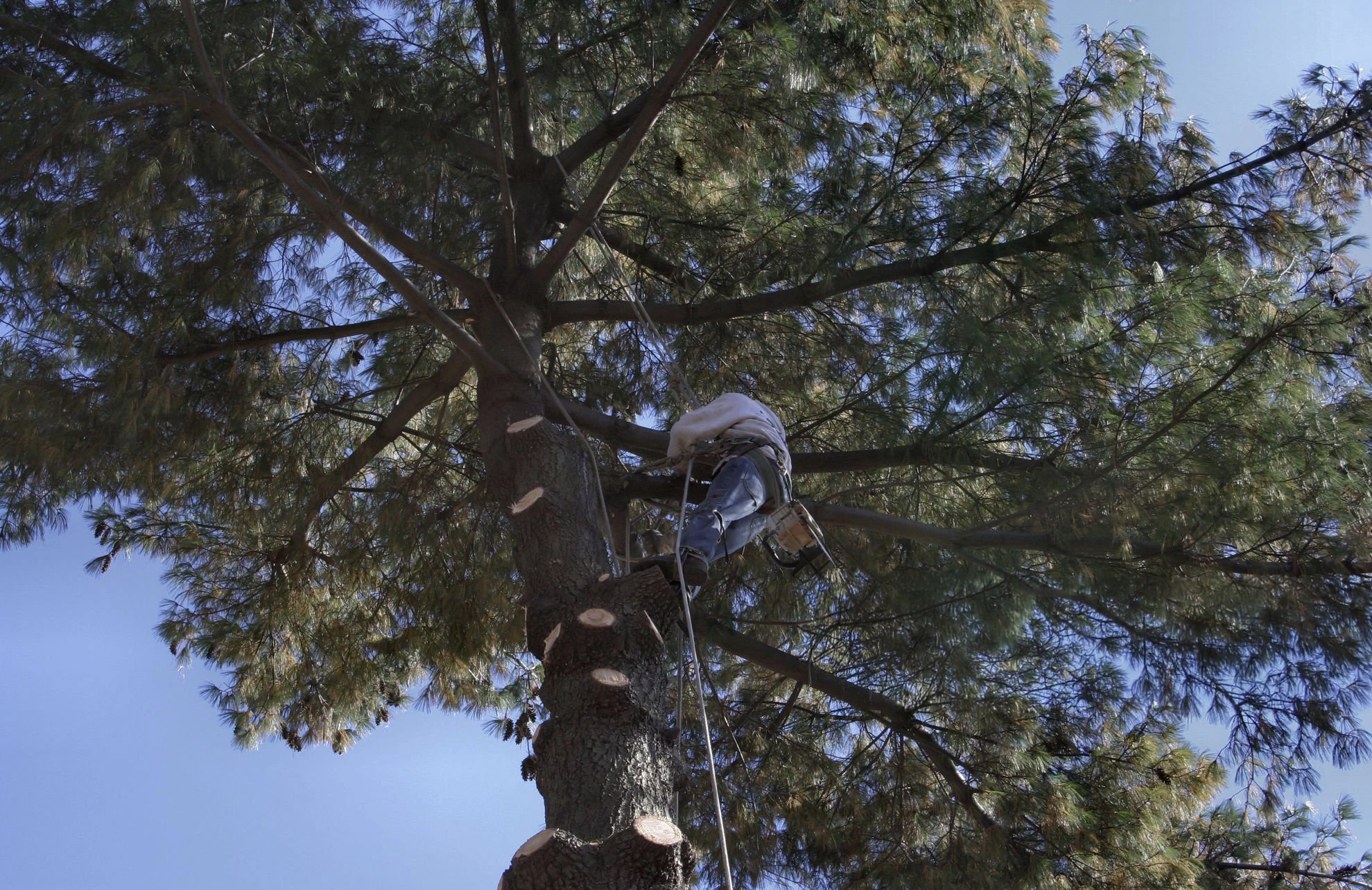 Tree Service Orange County Ca pruning work around a residential property