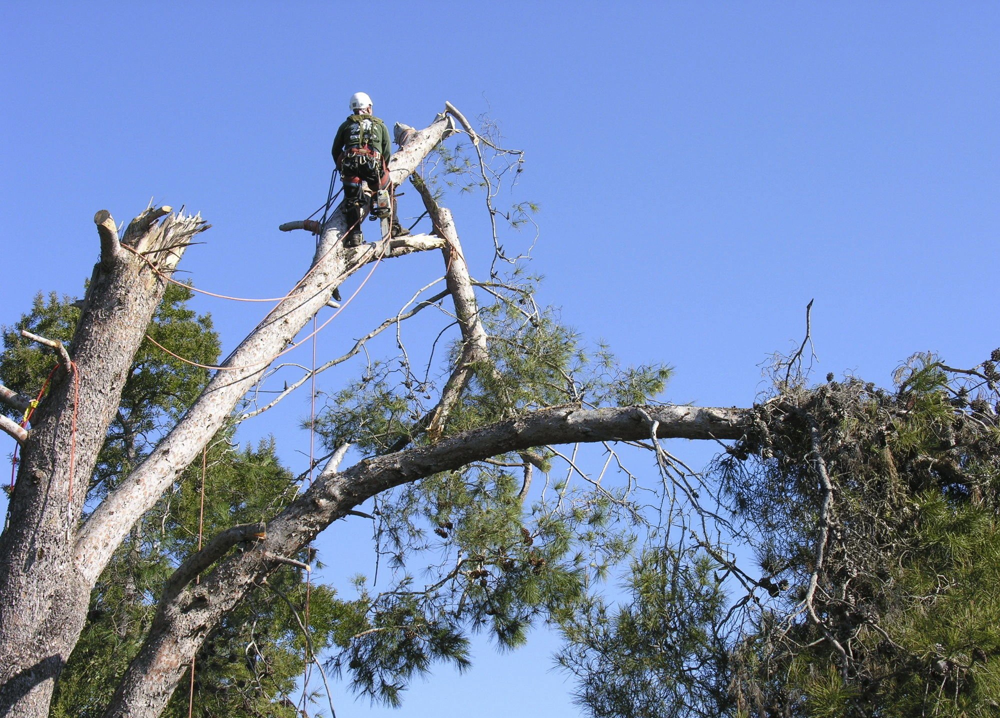 Tree pruning work around a maintained residential property