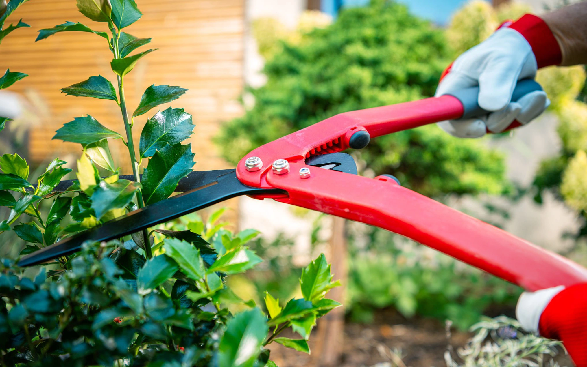 tree services polk county property maintenance around bushes and trees