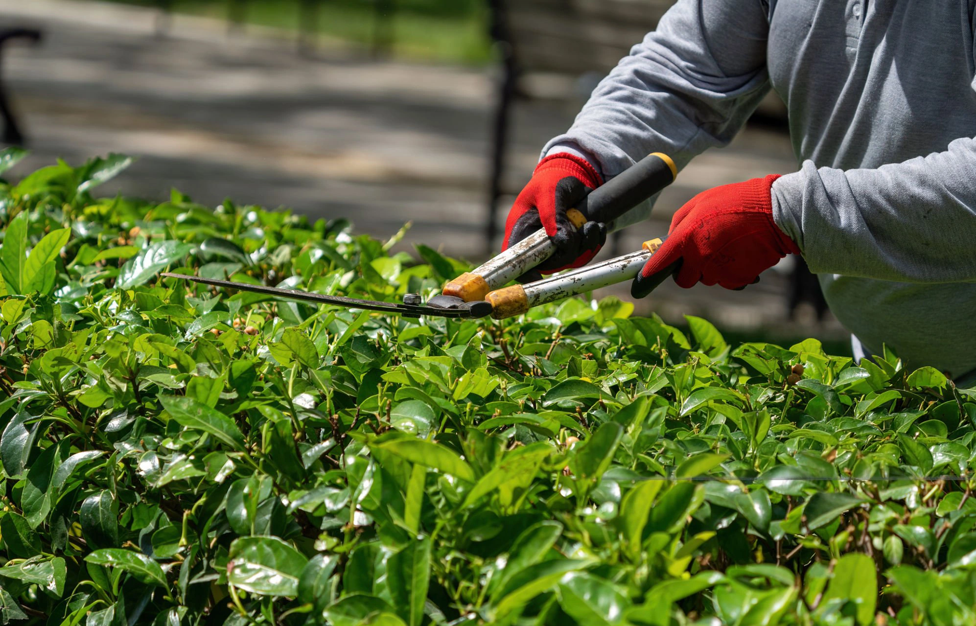 Hedge trimming creating cleaner landscape edges