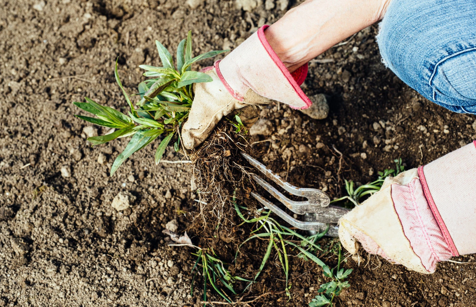Weeding around maintained landscape beds in Florida