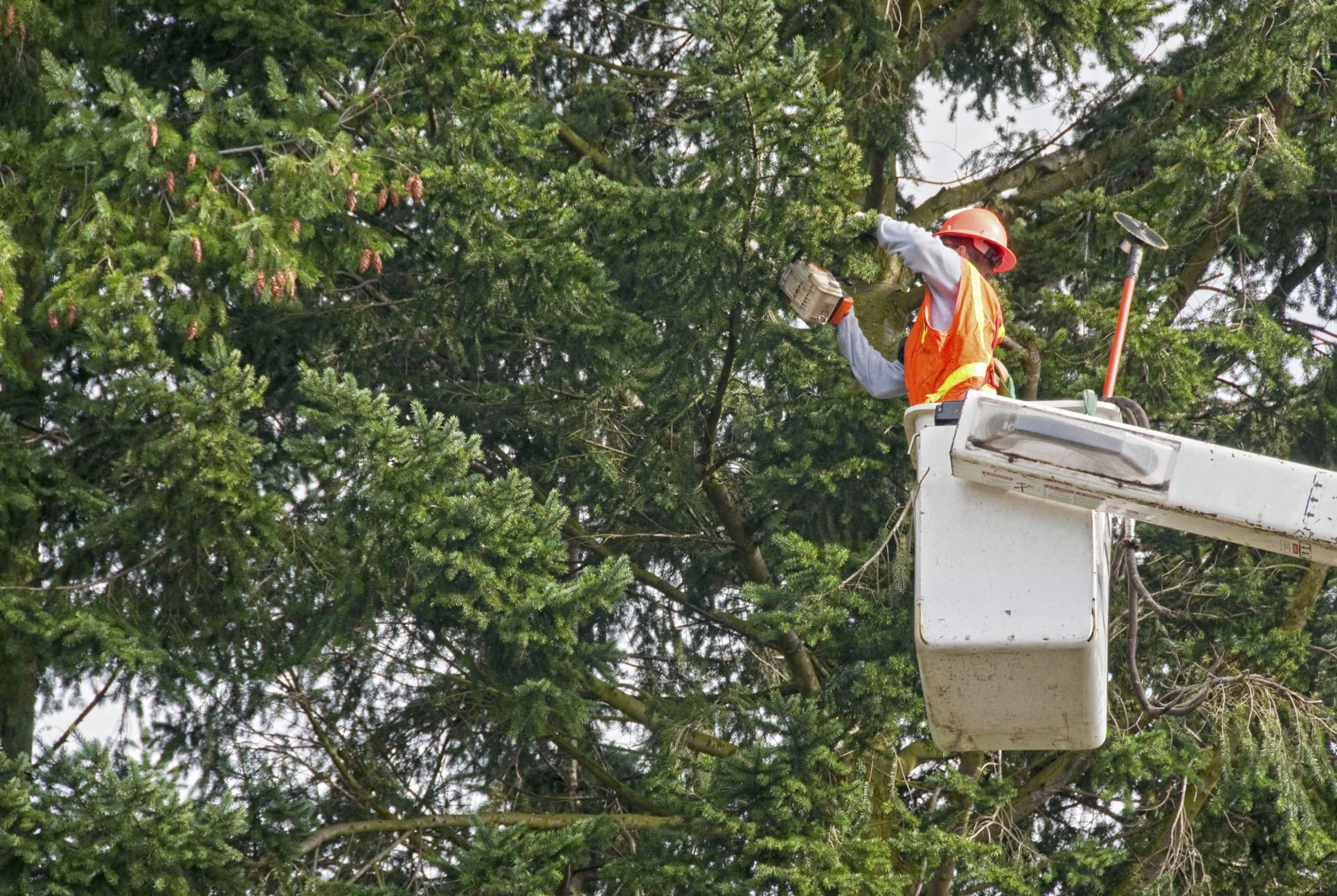 tree service near me for professional residential tree trimming and property care