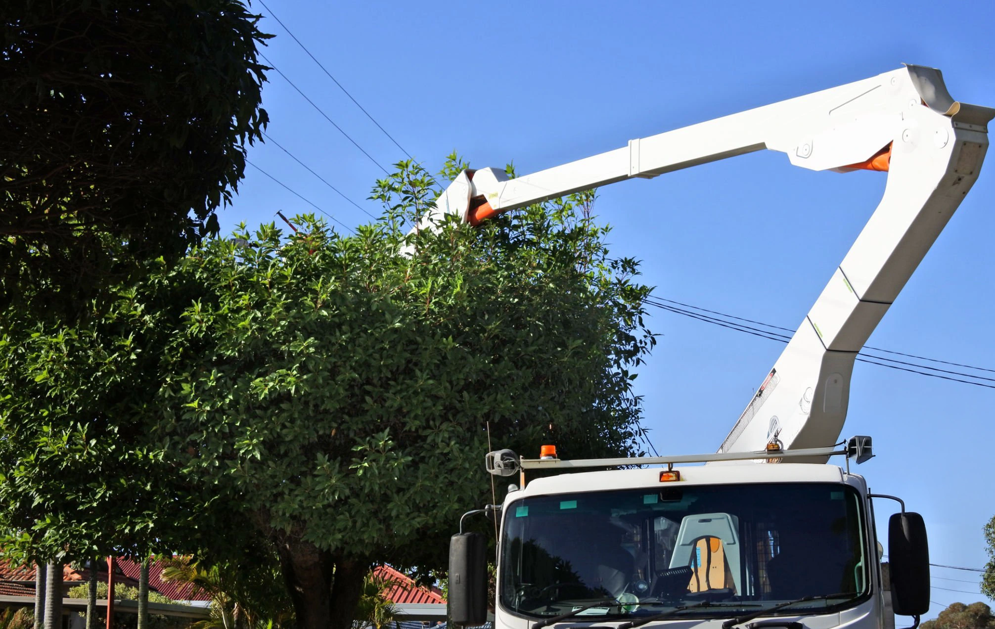 tree trimming in orange county around a residential property