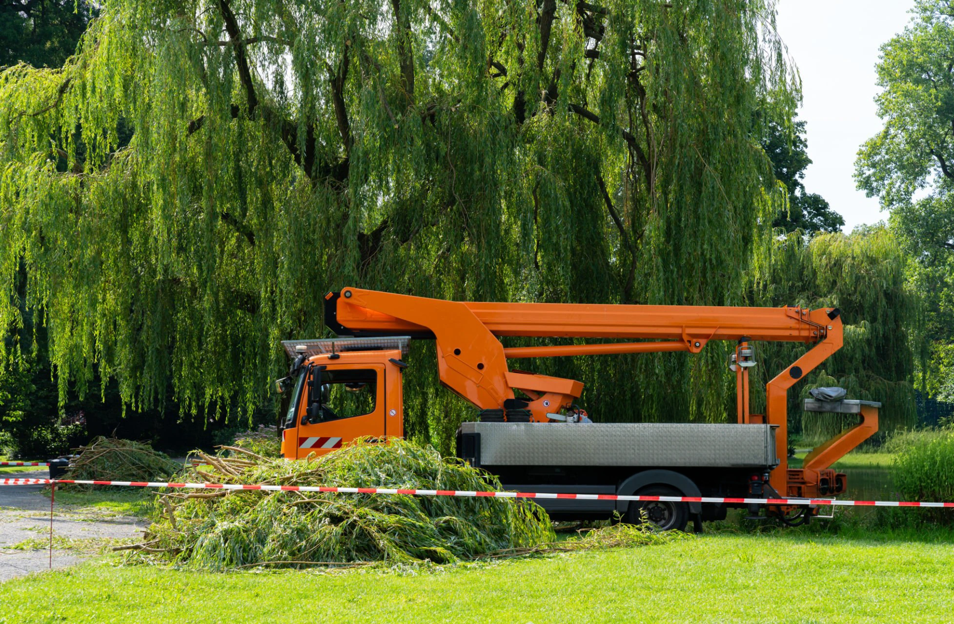 Tree Service Orange County Ca trimming work on established branches